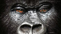 Gorilla Change by Dan Hauss + Dan White